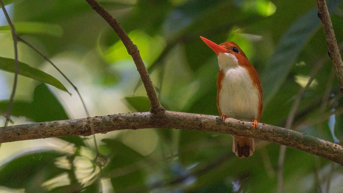 Madagascar Pygmy Kingfisher - ML555511041