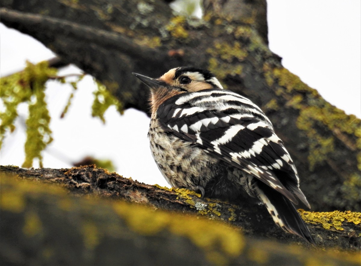 Lesser Spotted Woodpecker - ML555511831