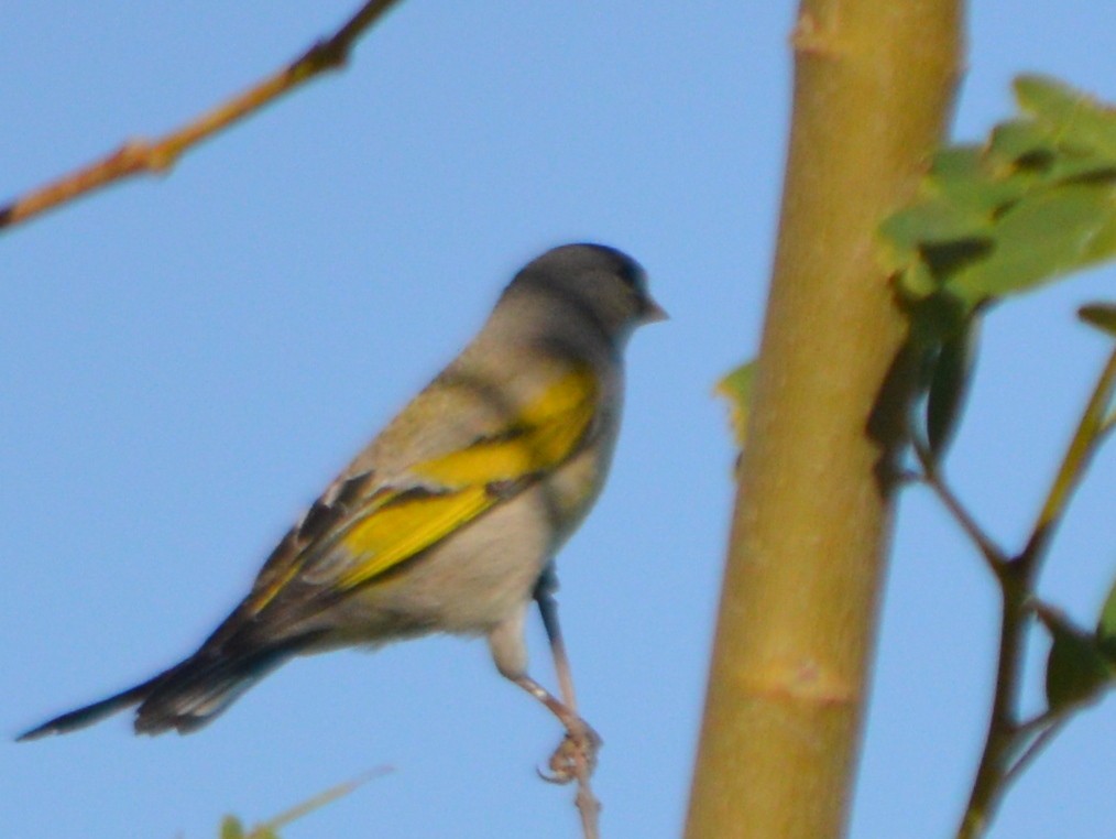 Lawrence's Goldfinch - ML55551331