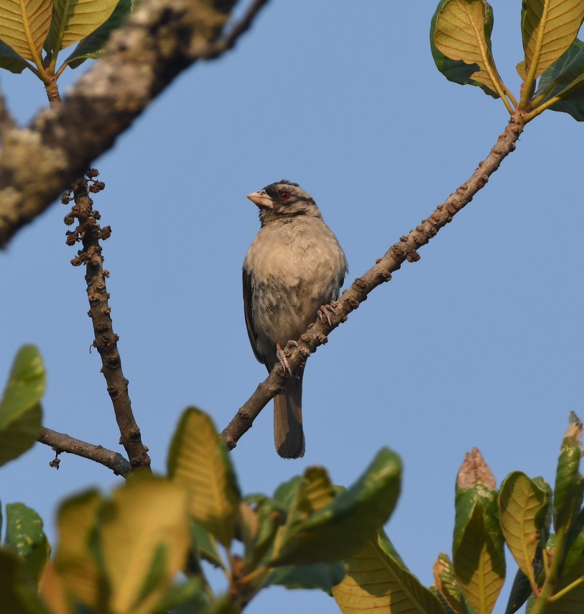 Chestnut-backed Sparrow-Weaver - ML555514931