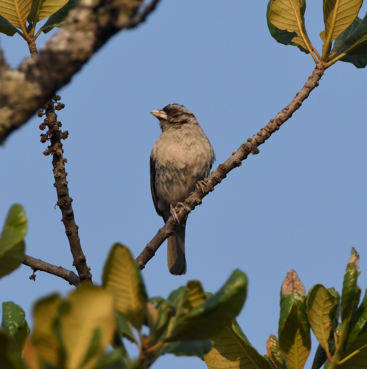 Chestnut-backed Sparrow-Weaver - ML555515121