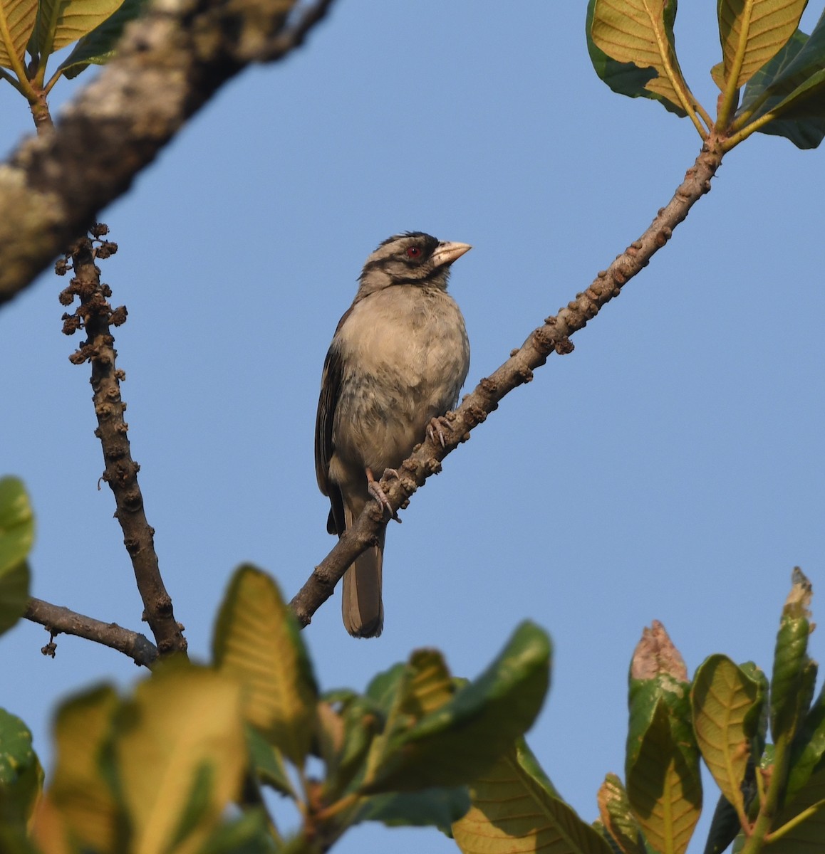 Chestnut-backed Sparrow-Weaver - ML555515301