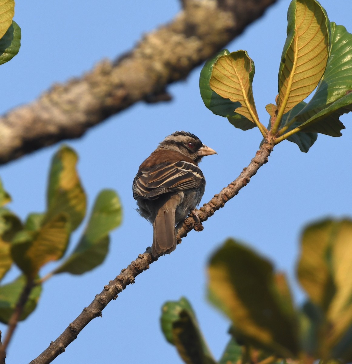Chestnut-backed Sparrow-Weaver - ML555515731