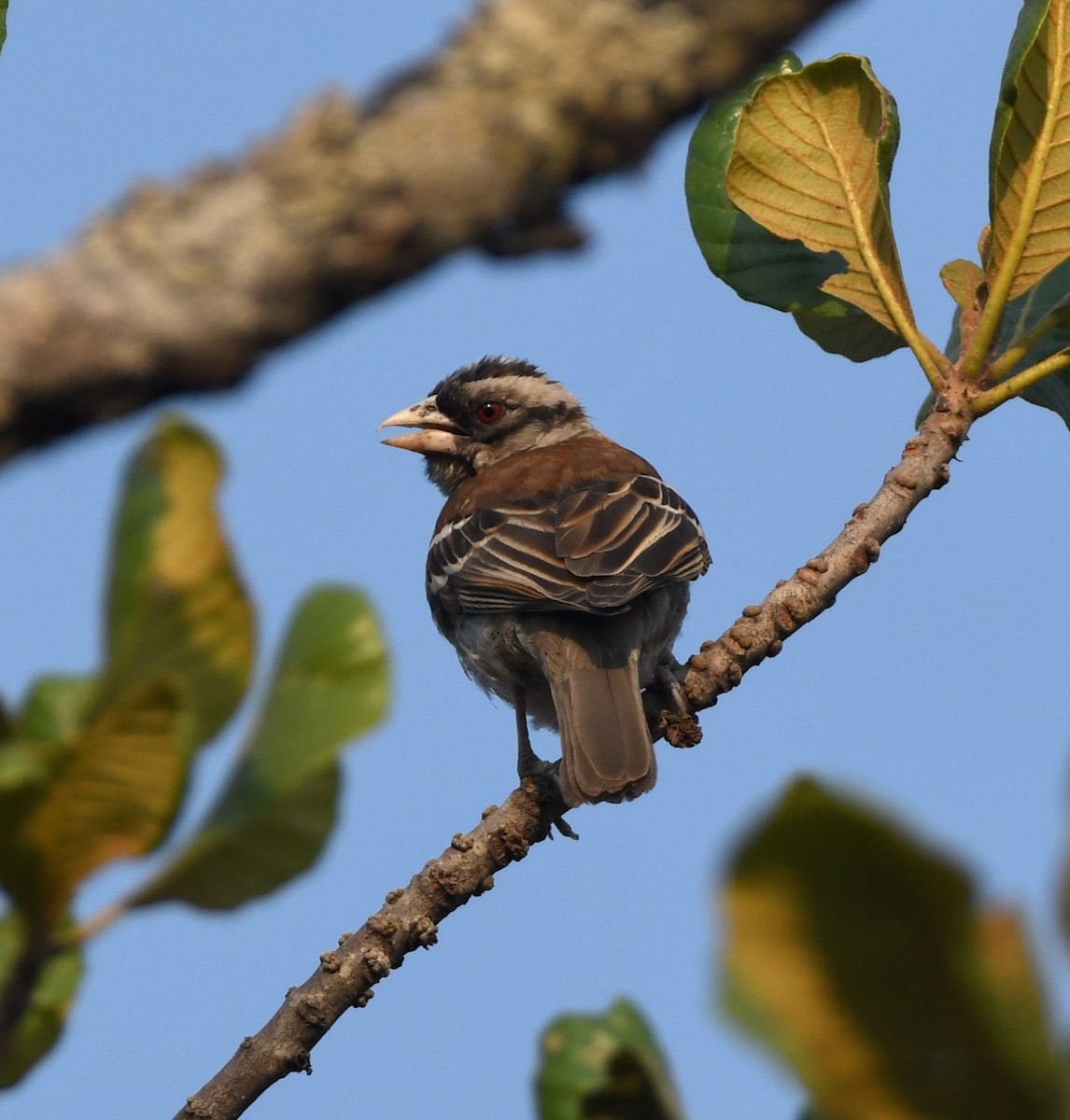 Chestnut-backed Sparrow-Weaver - Gabriel Jamie