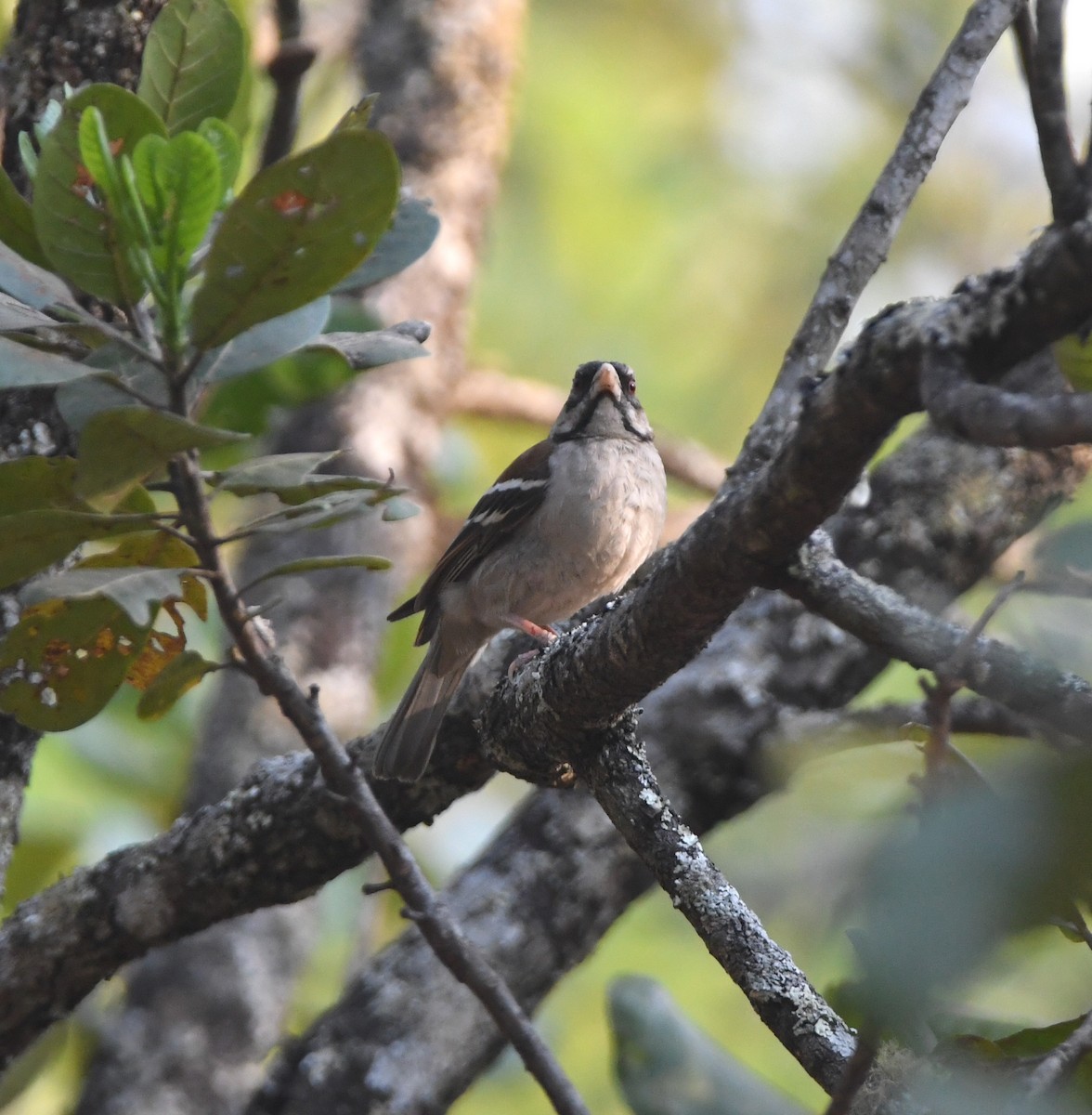 Chestnut-backed Sparrow-Weaver - ML555516221