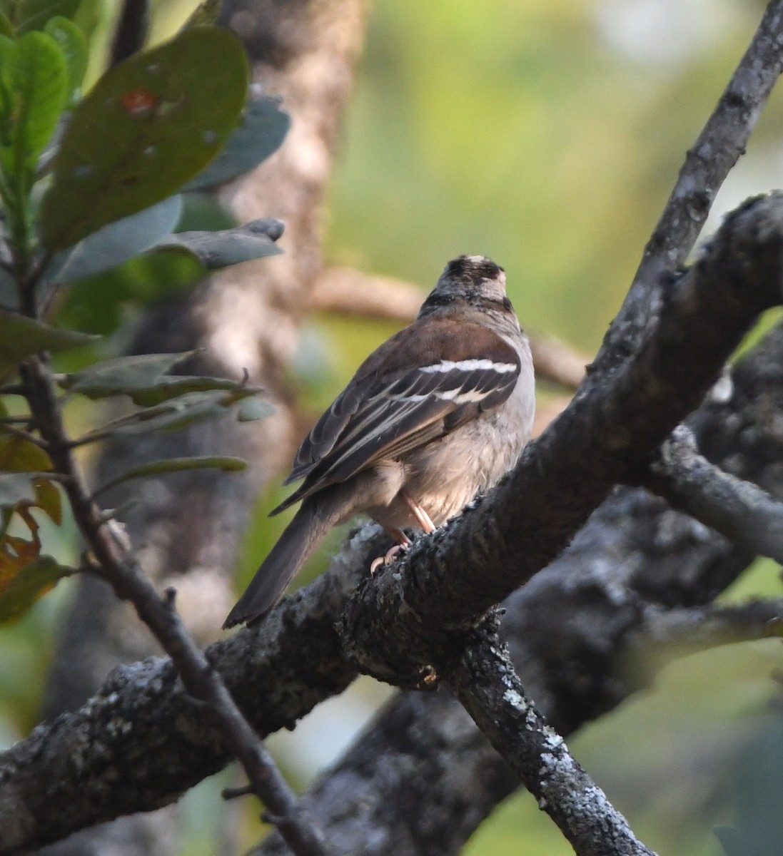 Chestnut-backed Sparrow-Weaver - ML555516601