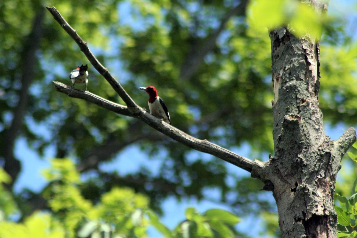 Red-headed Woodpecker - ML555524561