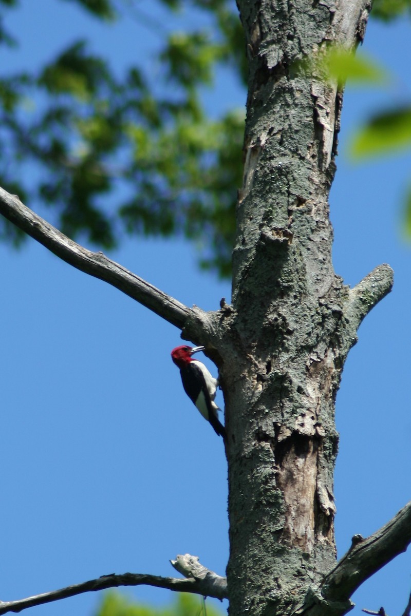 Red-headed Woodpecker - ML555524581