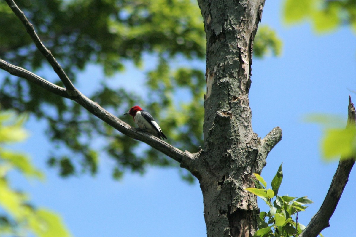Red-headed Woodpecker - ML555524601