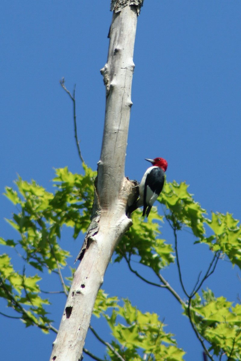 Red-headed Woodpecker - ML555524761