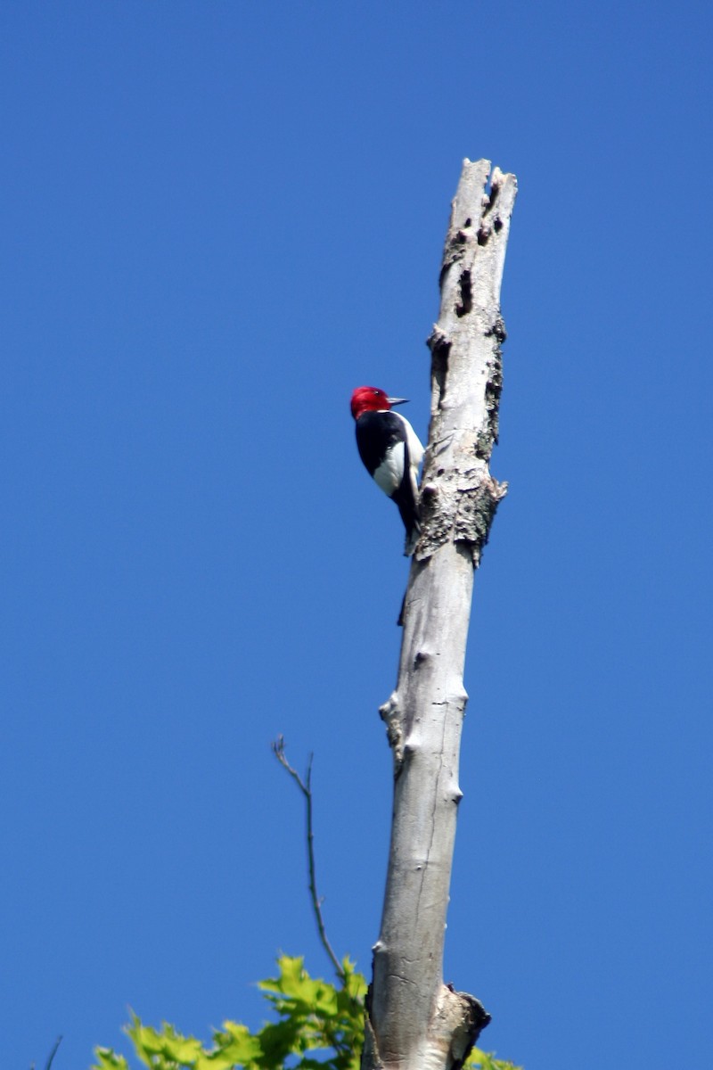 Red-headed Woodpecker - ML555524771