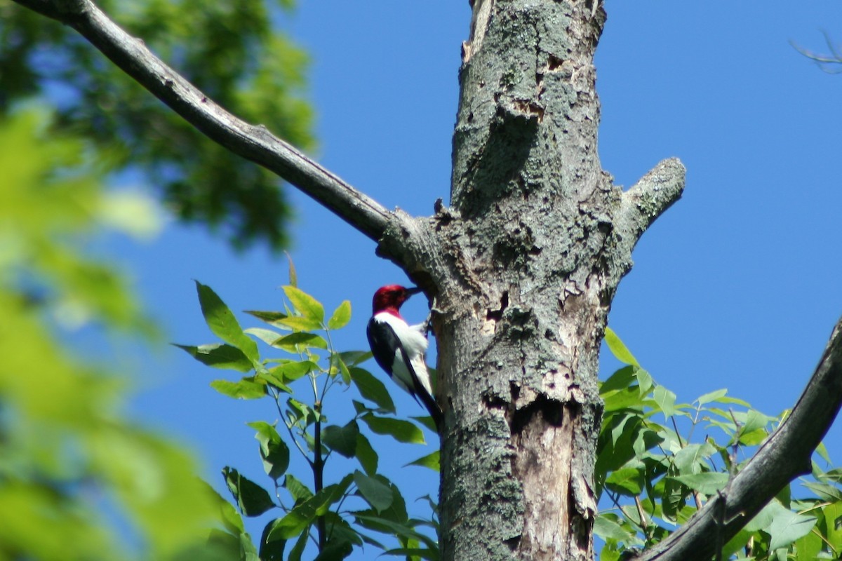 Red-headed Woodpecker - ML555524781