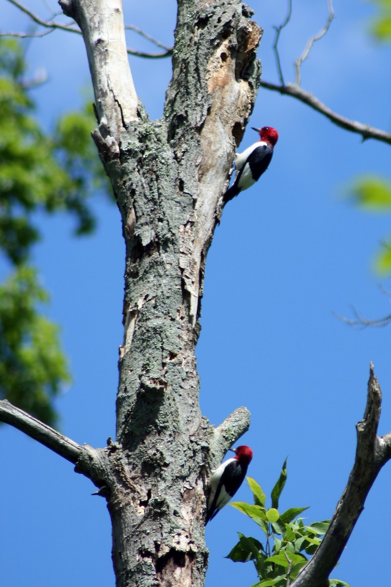 Red-headed Woodpecker - ML555524791