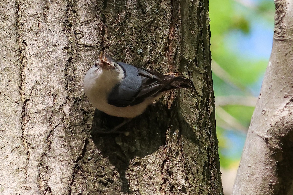 White-breasted Nuthatch - ML555527681