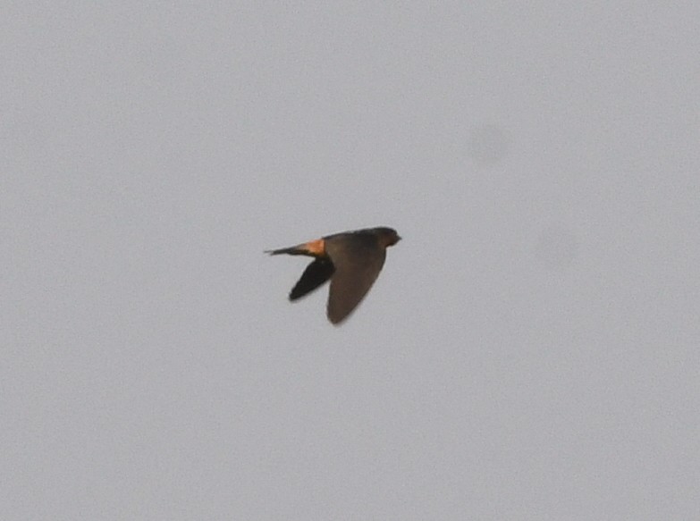Red-throated Swallow - ML555528521