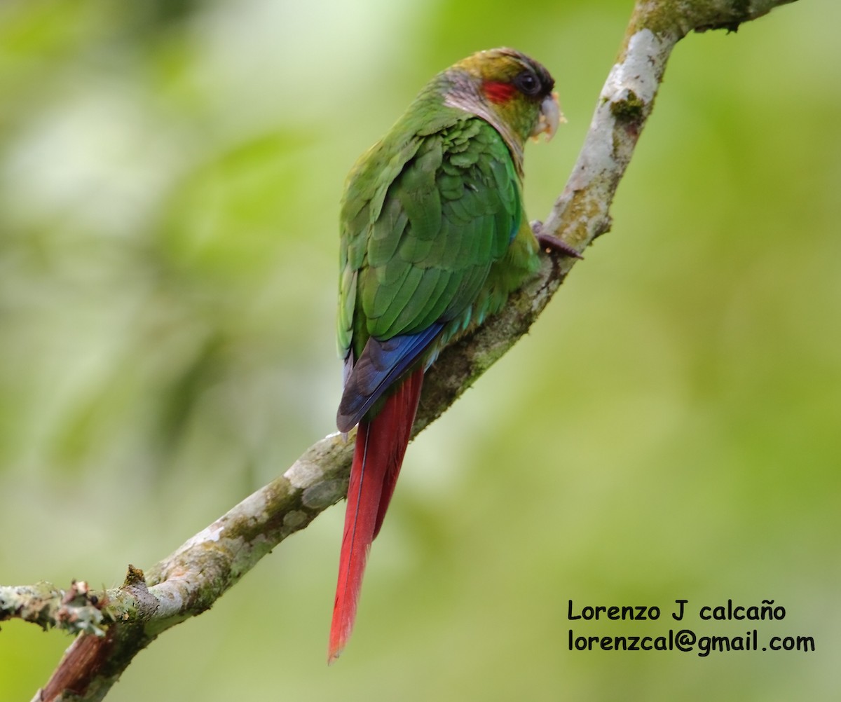 Red-eared Parakeet - ML555535641