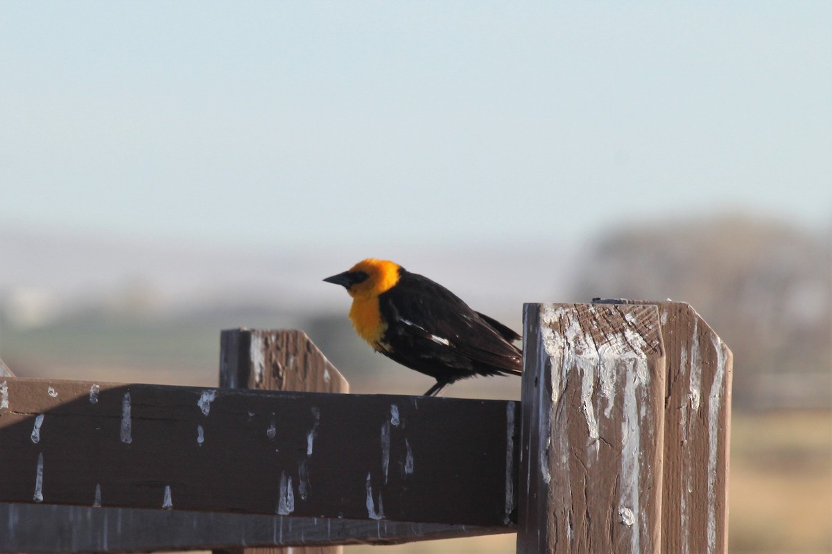 Yellow-headed Blackbird - ML55554131