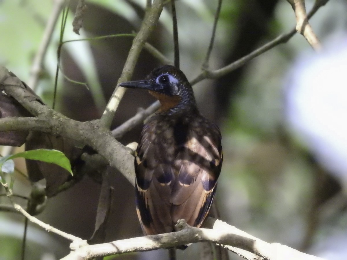 Wing-banded Antbird - ML555542001