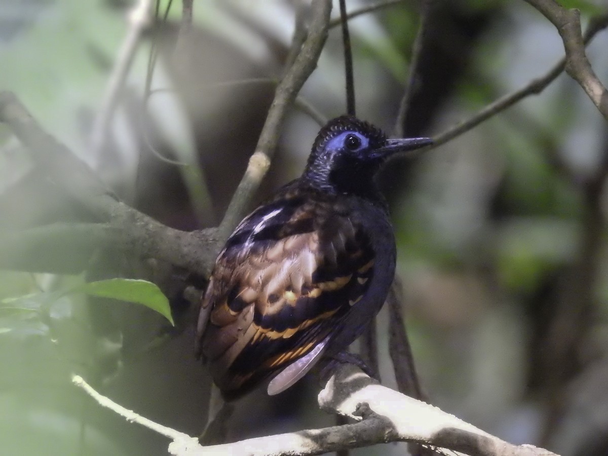 Wing-banded Antbird - ML555542011
