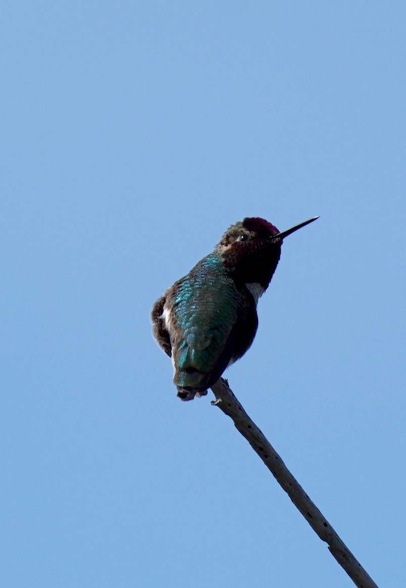 Anna's Hummingbird - ML555545631