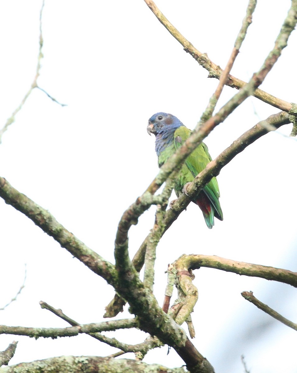 Blue-headed Parrot - ML555549161