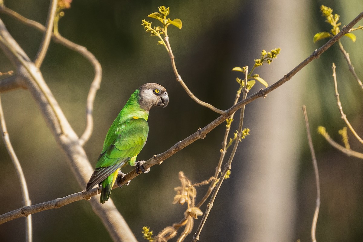 Senegal Parrot - Carolien Hoek