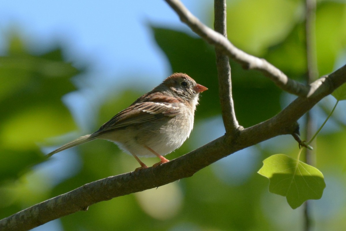 Field Sparrow - ML555559281