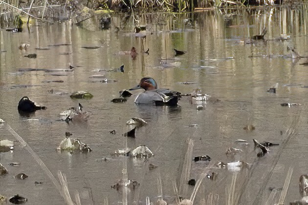 Green-winged Teal - ML555567451