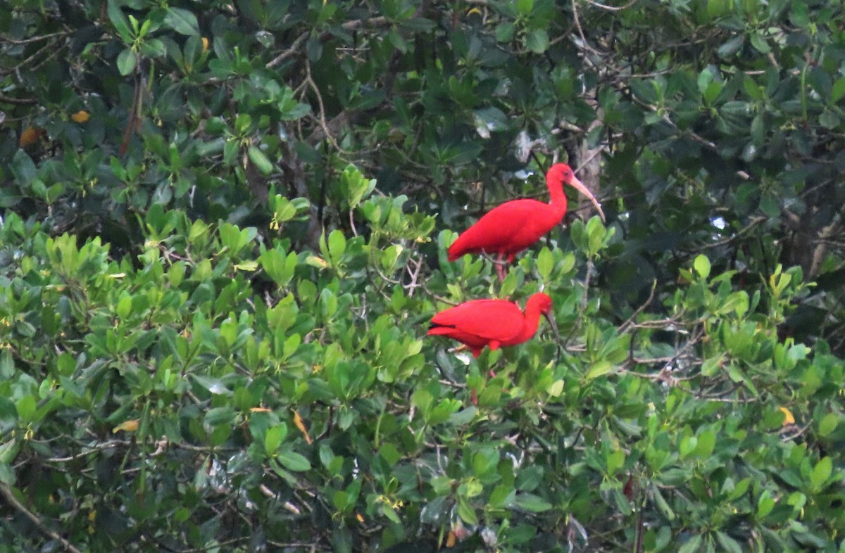 Scarlet Ibis - tom aversa