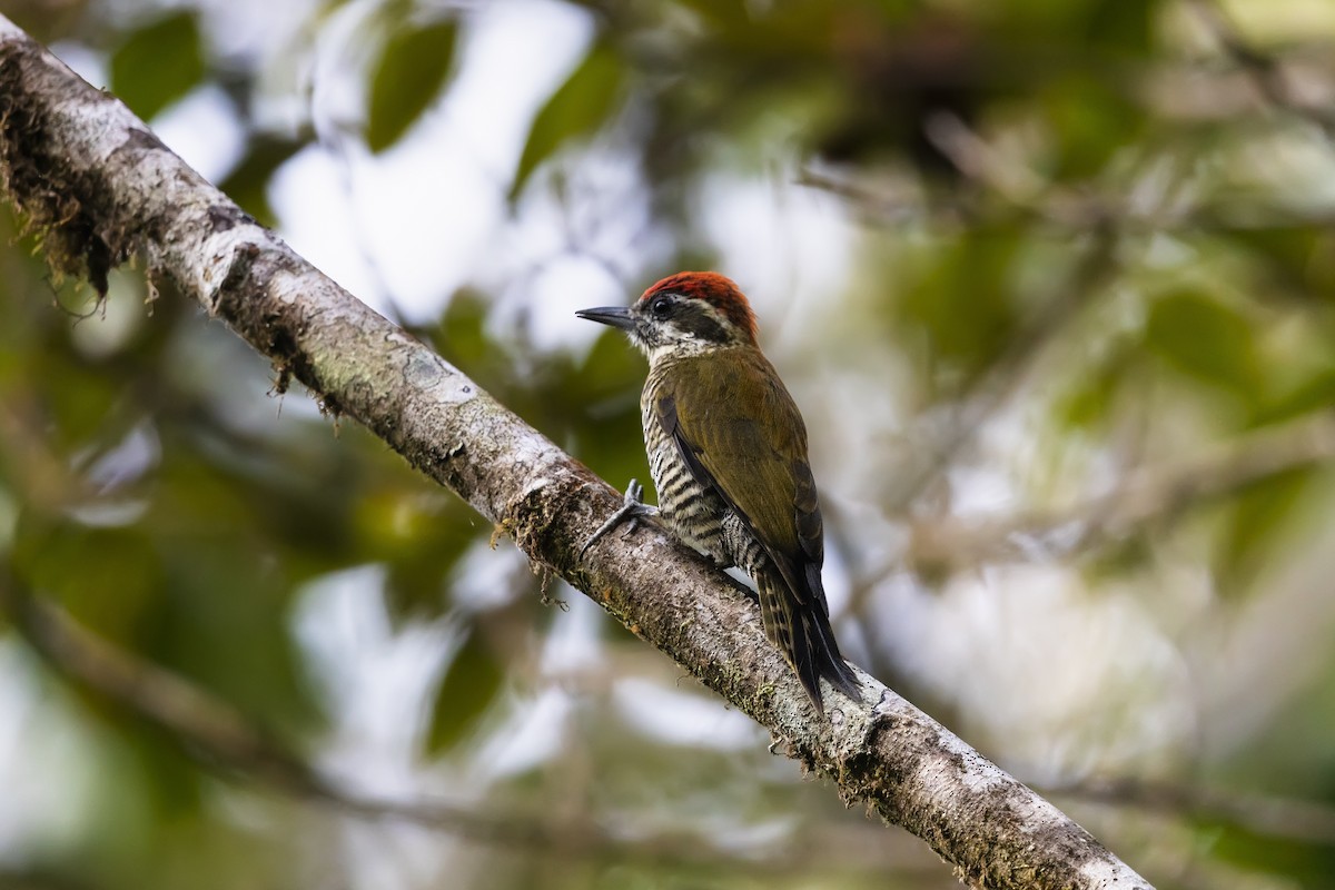 Bar-bellied Woodpecker - ML555578571
