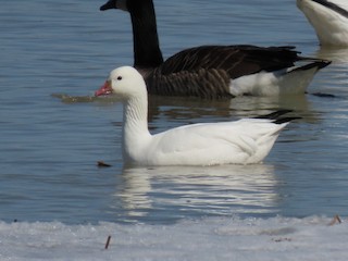 Ross's Goose, ML555583491