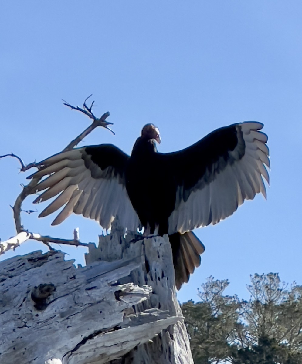 Turkey Vulture - ML555584411