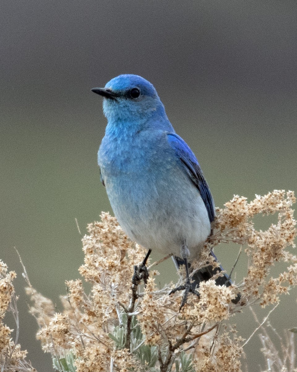 Mountain Bluebird - Don Marsh