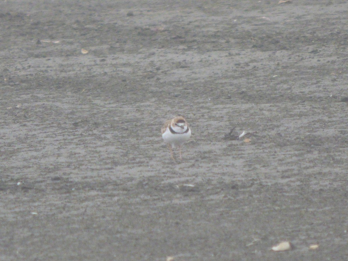 Collared Plover - ML555586641
