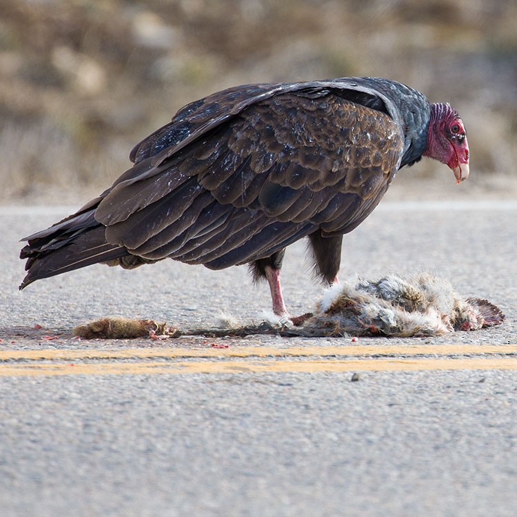 Turkey Vulture - www.aladdin .st