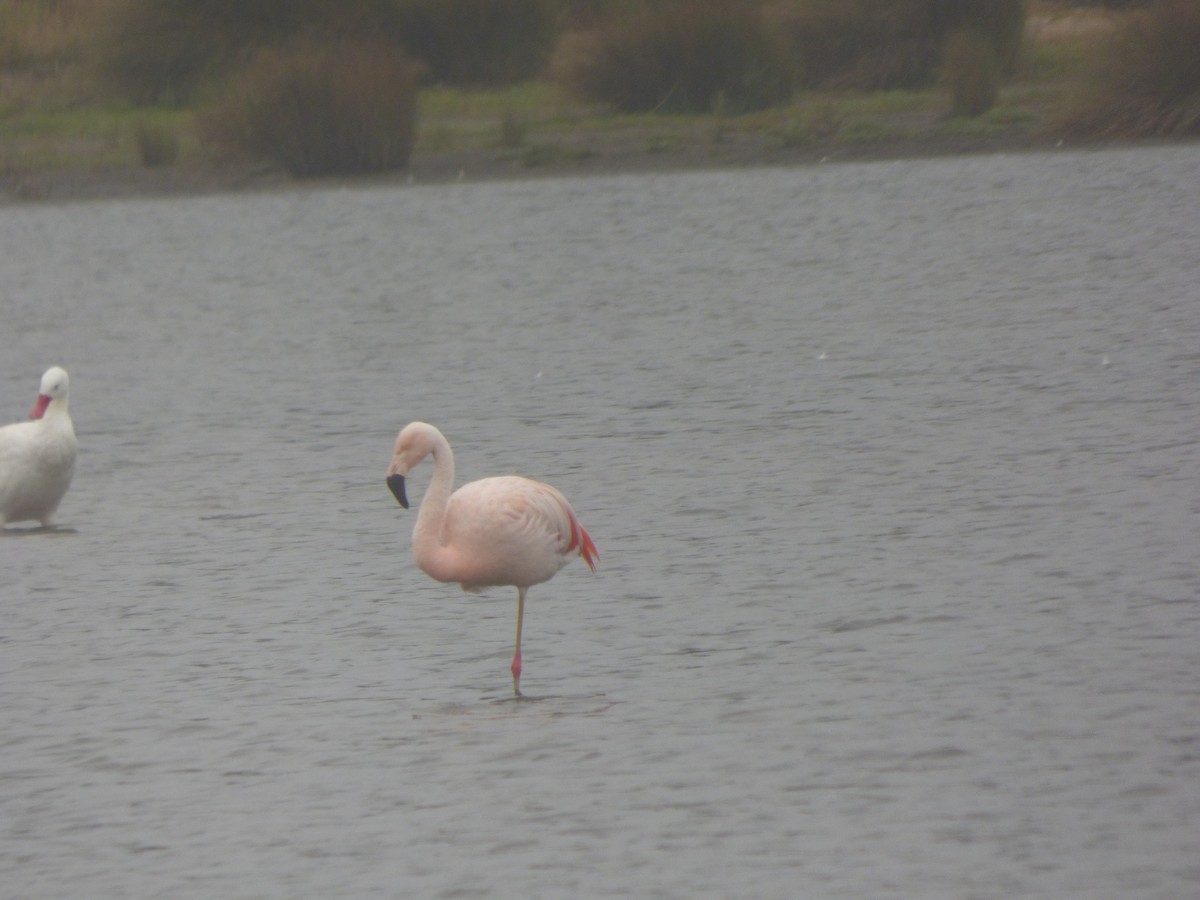 Chilean Flamingo - ML555588091
