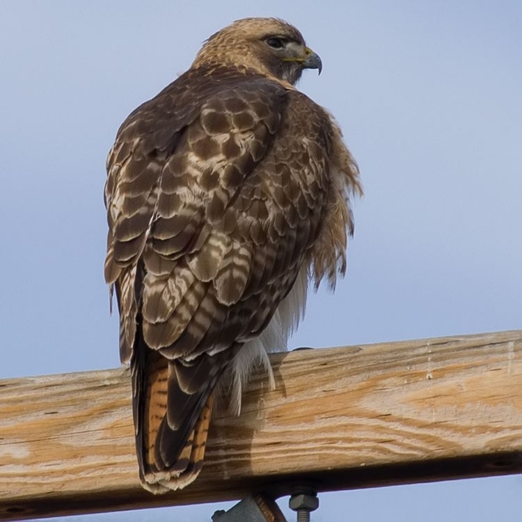 Red-tailed Hawk - ML555588551