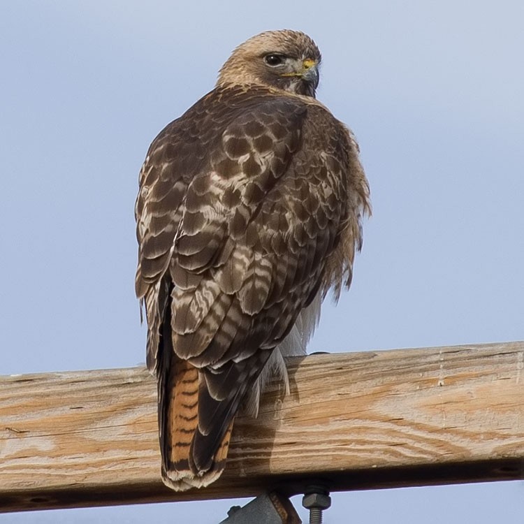 Red-tailed Hawk - ML555588561