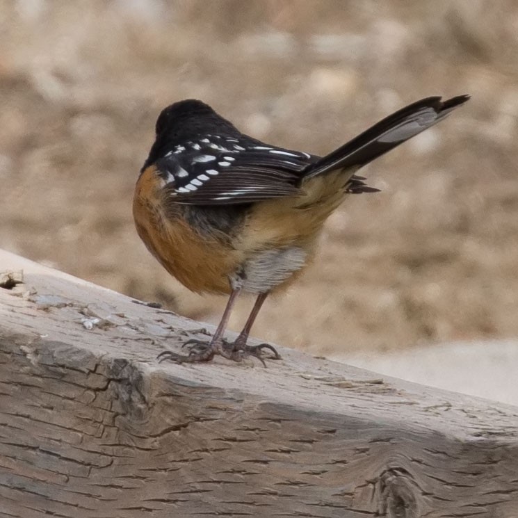 Spotted Towhee - ML555589021