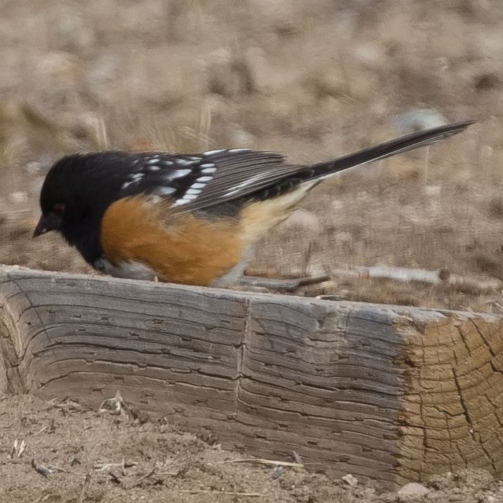 Spotted Towhee - ML555589031