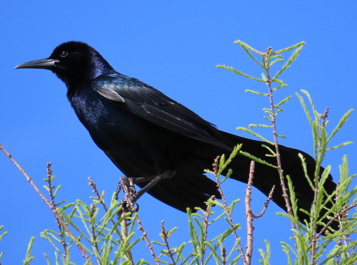 Boat-tailed Grackle - ML555591041