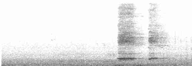Ring-necked Pheasant - ML555592461