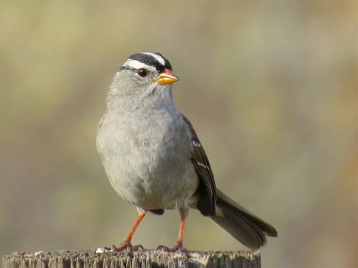 White-crowned Sparrow - ML55559691