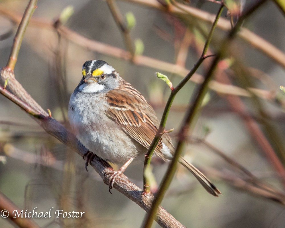 White-throated Sparrow - Michael Foster