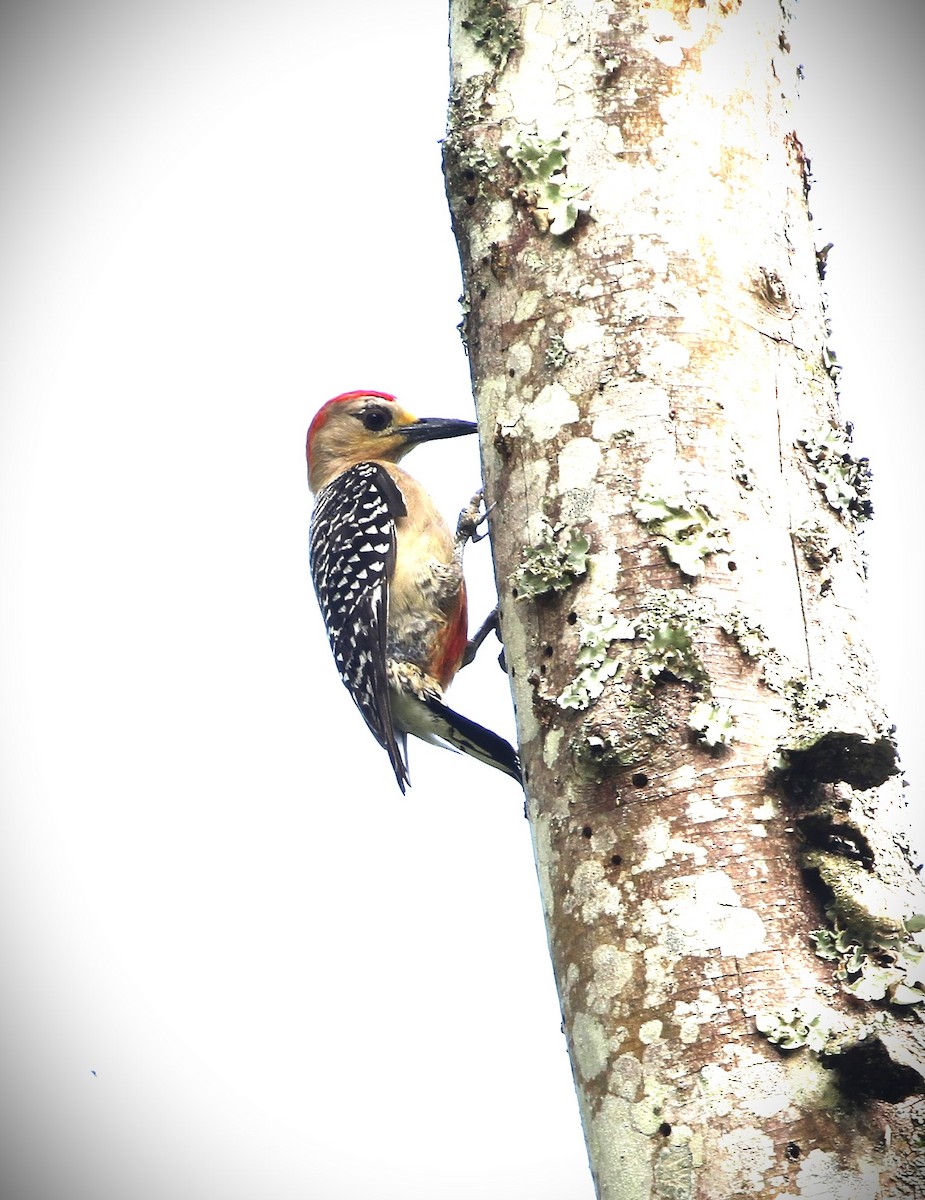 Red-crowned Woodpecker - ML555602031