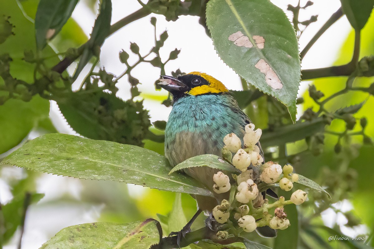 Saffron-crowned Tanager - ML555608751