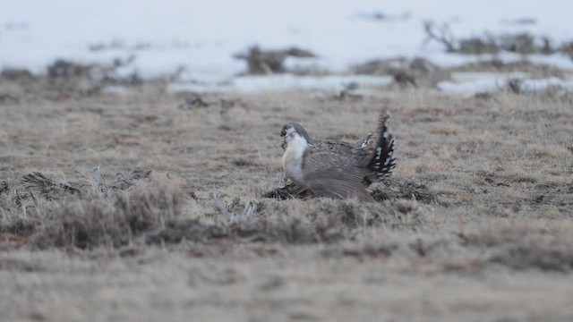 Greater Sage-Grouse - ML555609851