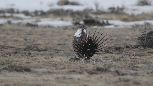 Greater Sage-Grouse - ML555609981
