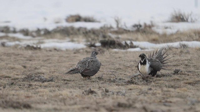 Greater Sage-Grouse - ML555610181
