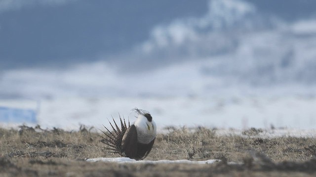 Greater Sage-Grouse - ML555610271